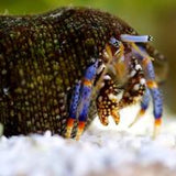 Blue Leg Hermit Crabs