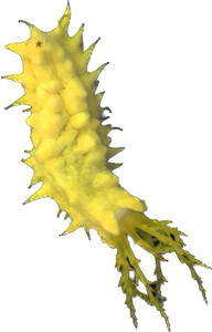 Yellow Sea cucumber