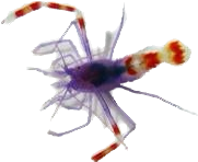 Purple Coral Banded Shrimp