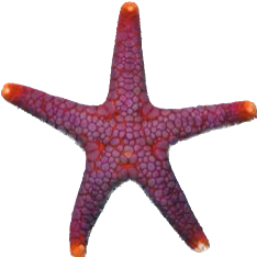 Volcano Starfish