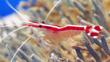 Cleaner Shrimp (Lysmata amboinensis)o