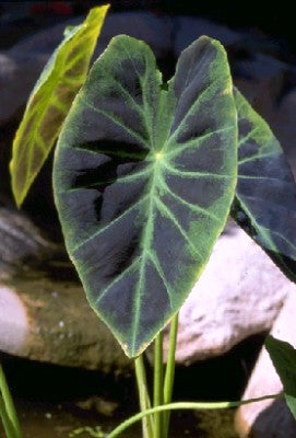 Imperial Taro – Colocasia esculenta var. antiquorum (Pre-Order)