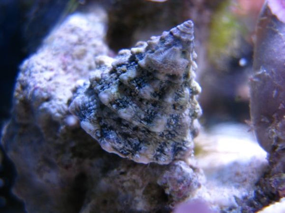 Tectus Snail (Tectus fenestratus)