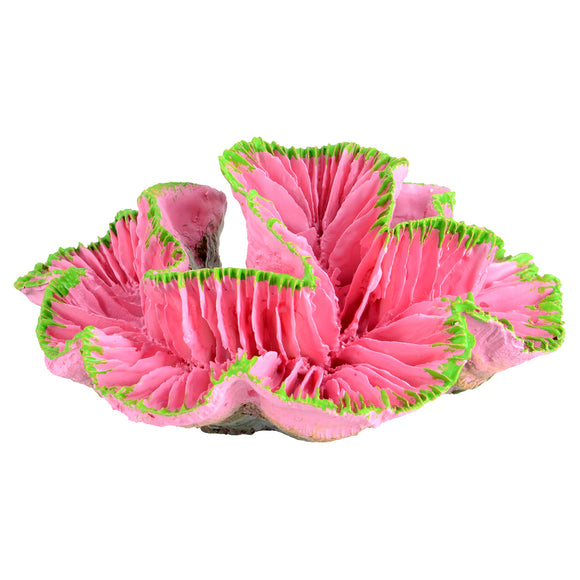Open Brain Coral - Pink - Small