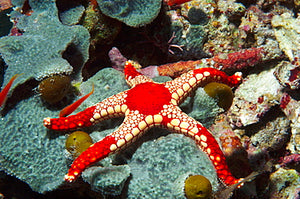 Necklace Starfish