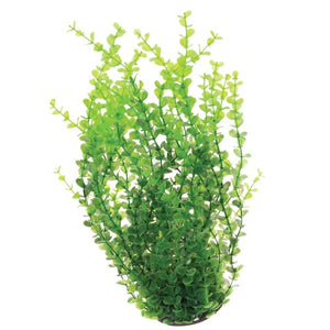 Green Moneywort - 16"