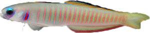 Zebra Dartfish