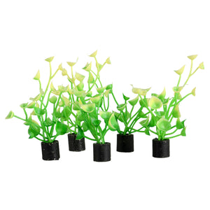 Mini Plant - Baby Tear - 2.5" - 5 pk