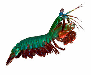 Peacock Mantis Shrimp