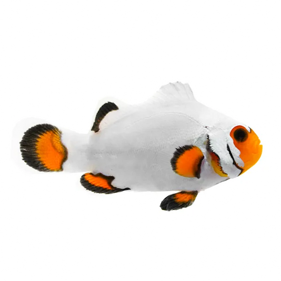 Wyoming White Clownfish