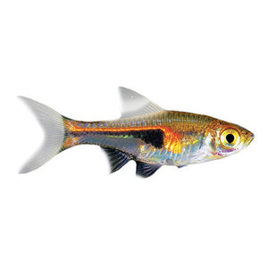 Hengeli Rasbora